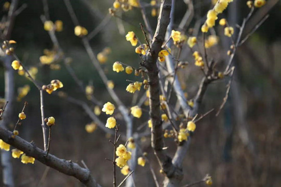 雨水降，萬物蘇(圖2)