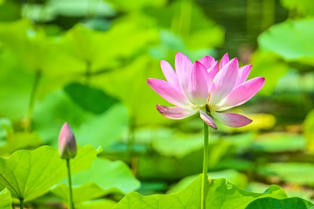 今日小暑(圖3) 今日小暑(圖3)